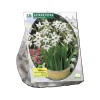 Baltus Bodemverbeteraars>Acidanthera Bicolor per 30