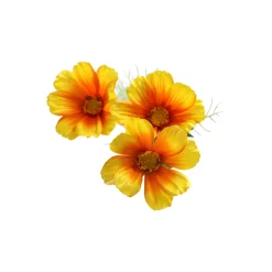 Everlands Kunstplanten En Kunstbloemen><noscript><img width=