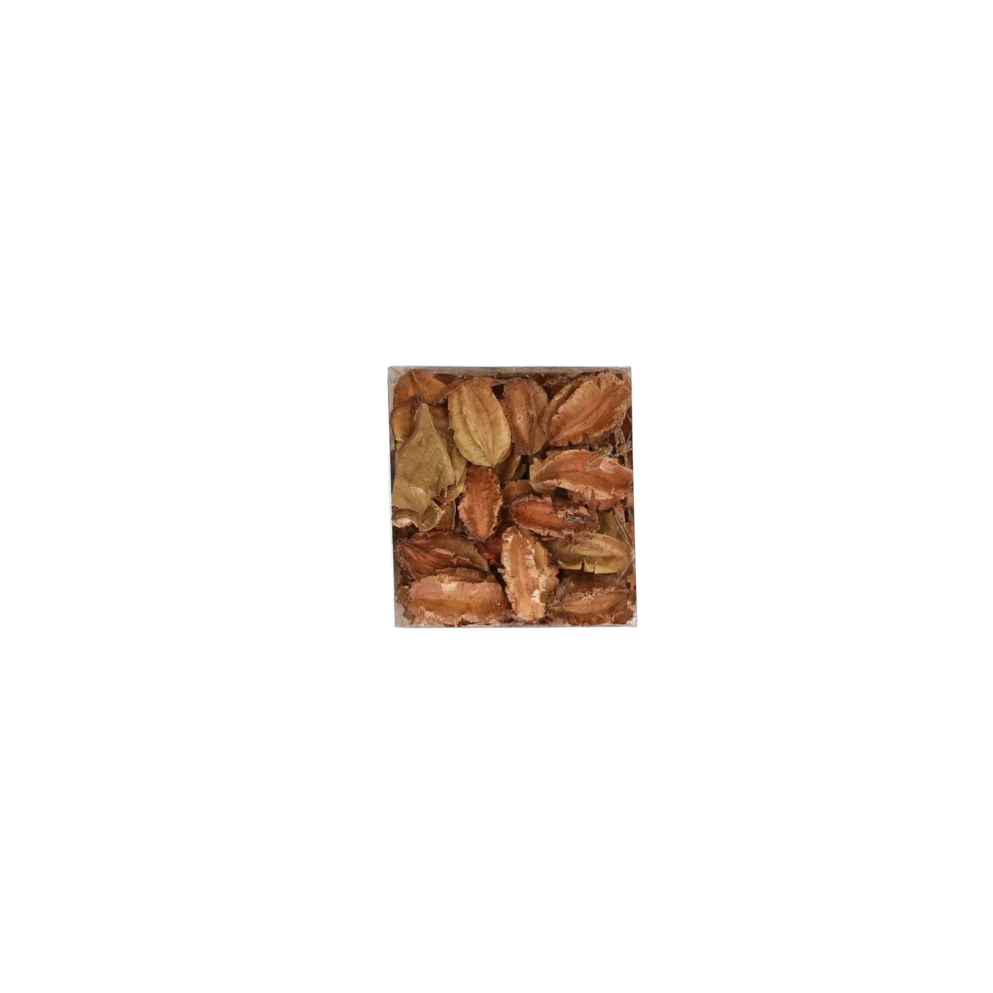 Natural Collections Woondecoratie>Exotische mix natuur 6 x 6 x 14 cm 6 assorti