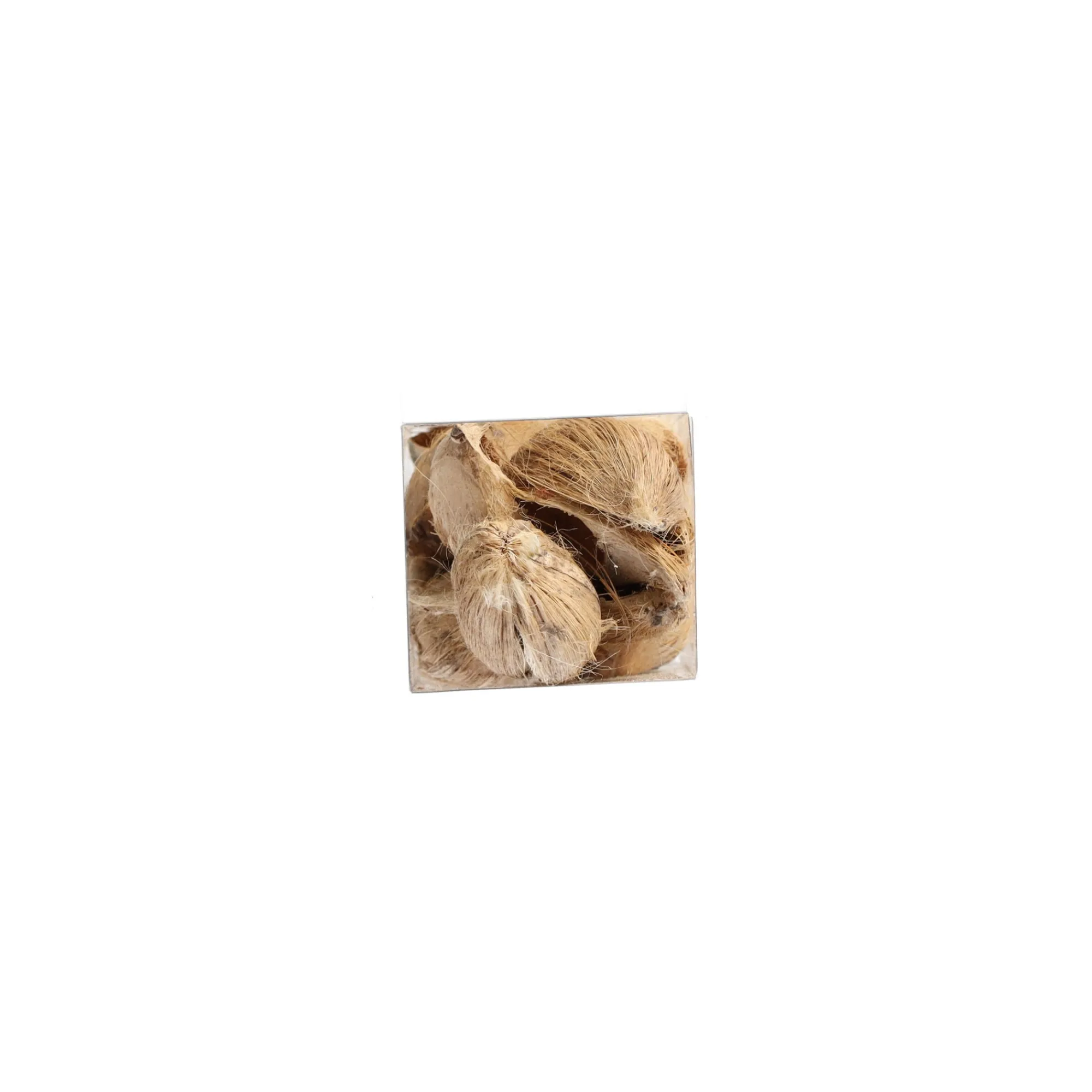 Natural Collections Woondecoratie>Exotische mix natuur 6 x 6 x 14 cm 6 assorti