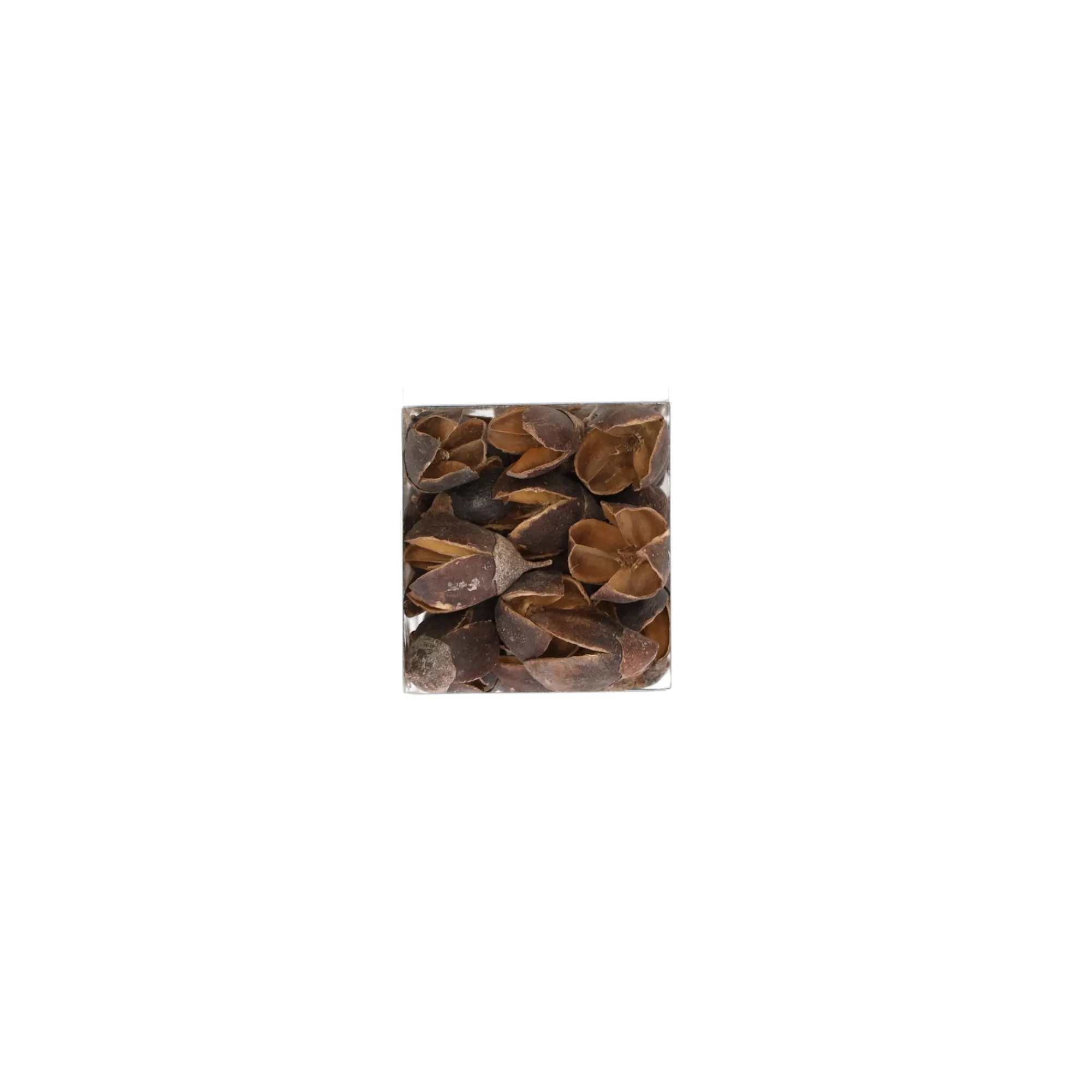 Natural Collections Woondecoratie>Exotische mix natuur 6 x 6 x 14 cm 6 assorti