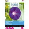 Buzzy Moestuin>Klimmende Winde Knowlians black