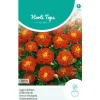 Horti Tops Moestuin>Lage Afrikaan Carmen