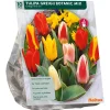 Baltus Bodemverbeteraars>Tulipa Greigii Mix per 10