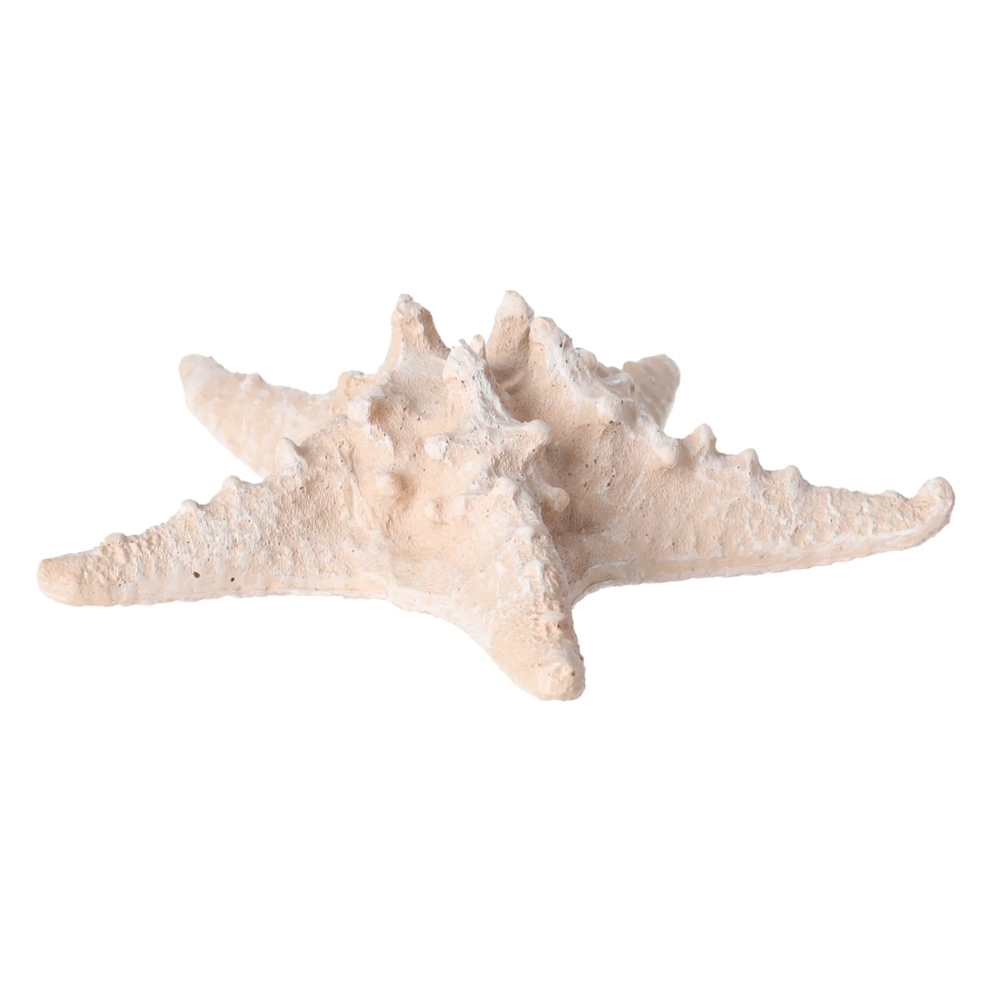 Natural Collections Woondecoratie>Zeester 19 cm 2 assorti