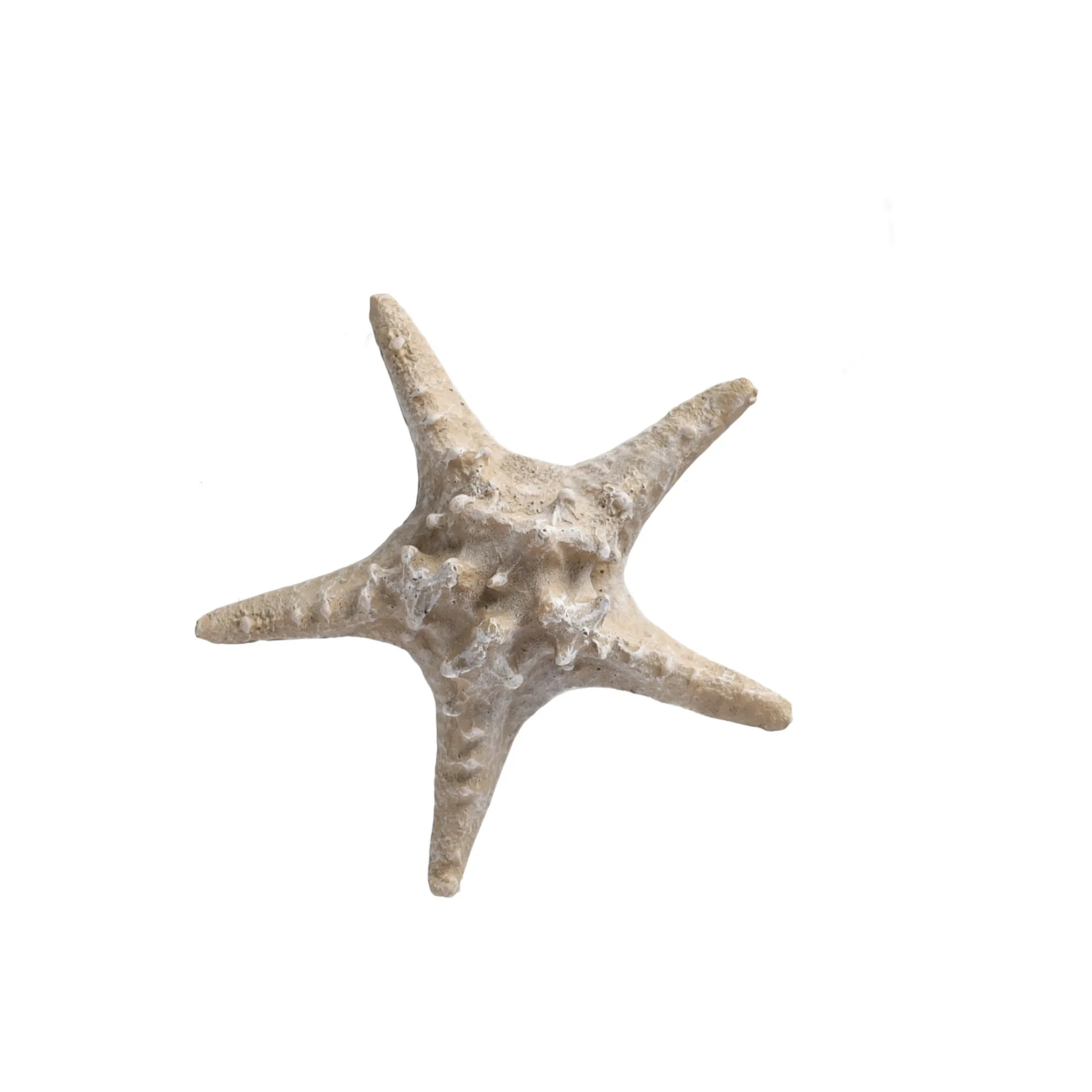 Natural Collections Woondecoratie>Zeester 19 cm 2 assorti